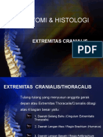 Extremitas Thoracalis