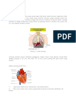 Anatomi Fisiologi Kardiovaskuler