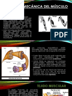 Biomecanica Muscular