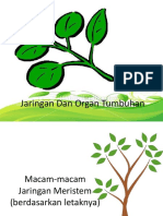 Biologi Jaringan Tumbuhan