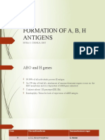 3. Formation of a, b, h Antigens