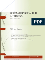 Formation of A, B, H Antigens