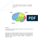 Identifique en El Simulador Biotk Virtual Cada Uno de Lóbulos Cerebrales