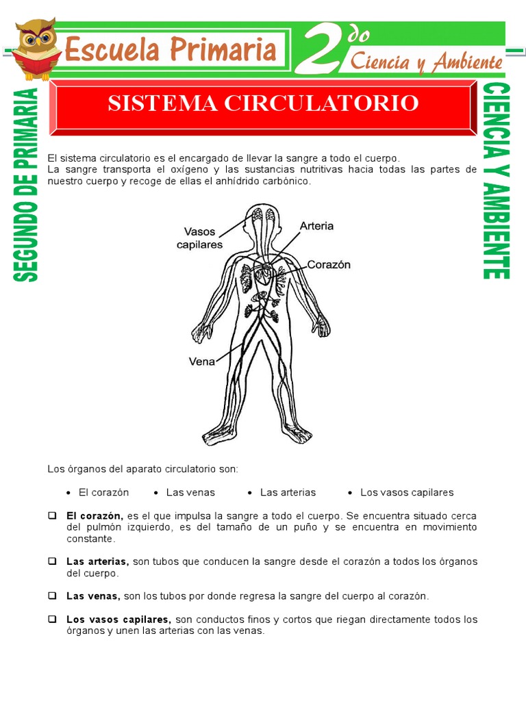 Aparato Circulatorio para Segundo de Primaria | PDF | Sistema ...