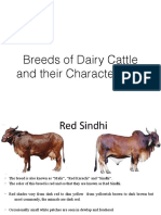 452485420-Dairy-Cattle (1)