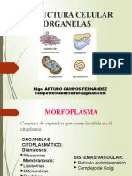 9. Estructu Celular Organela
