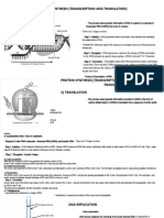 Protein Synthesis (Transcription and Translation) I) Transcription