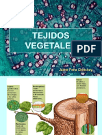 Histología Vegetal