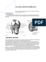 Articulatia Genunchiului