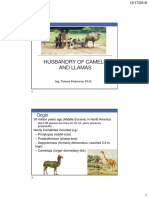 3.1. AnimalProduction-Camelids-2019 EN