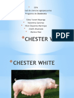Chester White