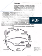 Nematode do Pinheiro - Reprodução