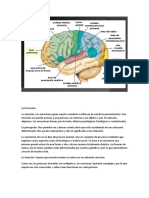 Mapa Cerebral Areas en La Corteza Cerebral.