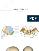Sphenoid Bone
