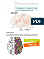 Función Del Cerebro en La Comunicación