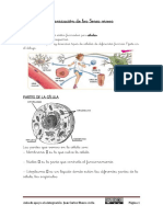 Organización Seres Vivos-6p Adaptado