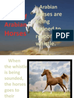 Story of Arabian Horses