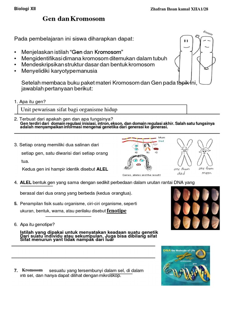 Gen dan Kromosom dalam Pewarisan Sifat | PDF