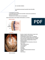 Anatomia de Las Meninges y Los Senos Venosos