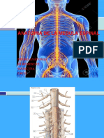 Anatomia Medula Espinal