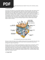 Download Kulit merupakan indra peraba yang mempunyai reseptor khusus untuk sentuhan by Suryadi Gunawan SN49461749 doc pdf