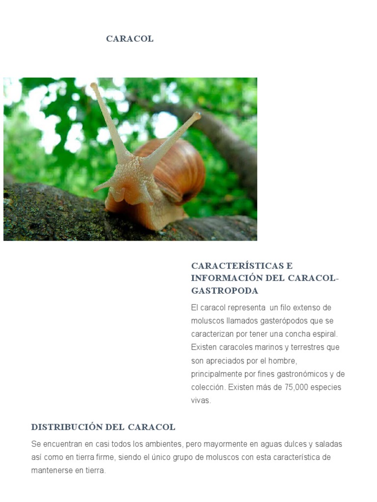 Caracol - Tipos y Características | PDF | Naturaleza