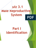 Quiz 3.1 Male Reproductive System