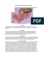 PEMERIKSAAN ATAU IDENTIFIKASI SALMONELLA SP