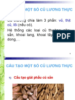 Cau Tao Giai Phau Cu Luong Thuc