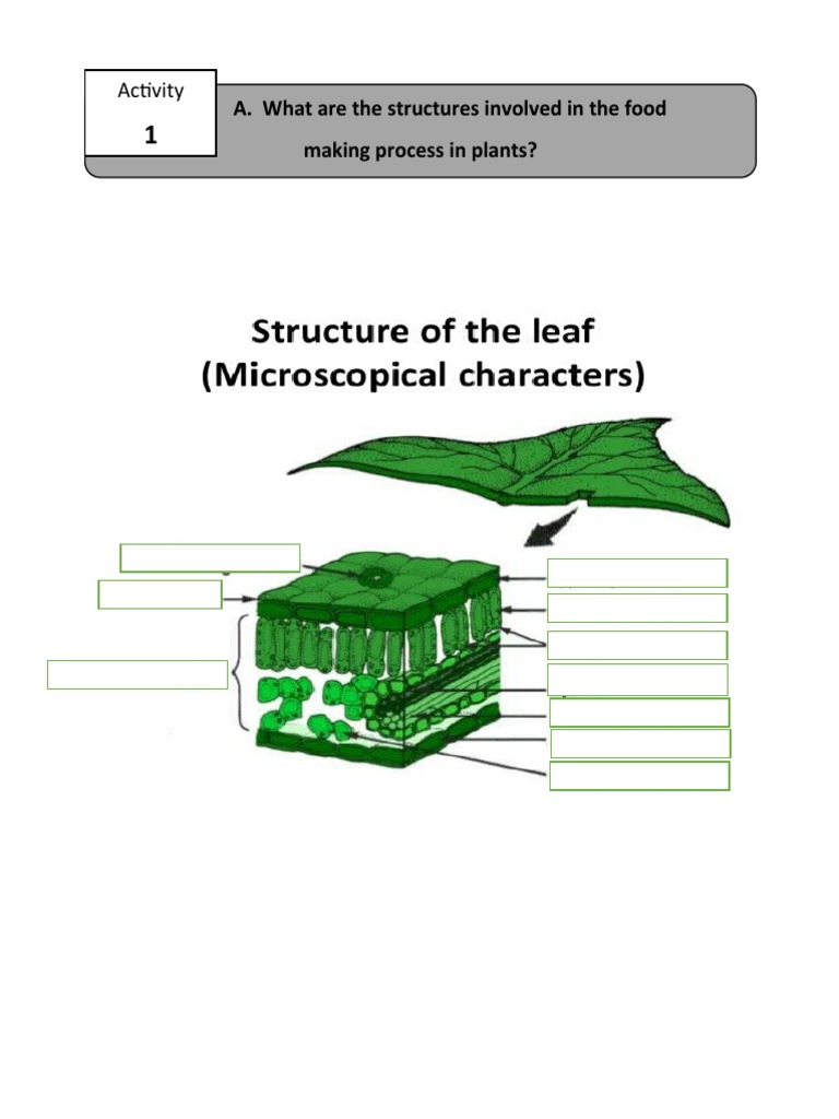 A. What Are The Structures Involved in The Food Making Process in