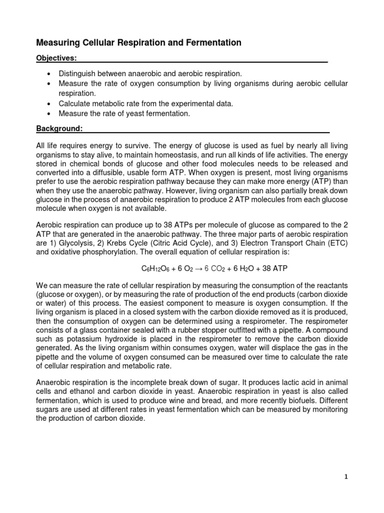 7AMN101 Cellular Respiration and Fermentation | PDF | Cellular ...