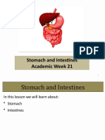 AW 21 - Stomach and Intestines