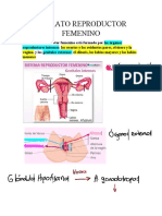 Aparato Reproductor Femenino