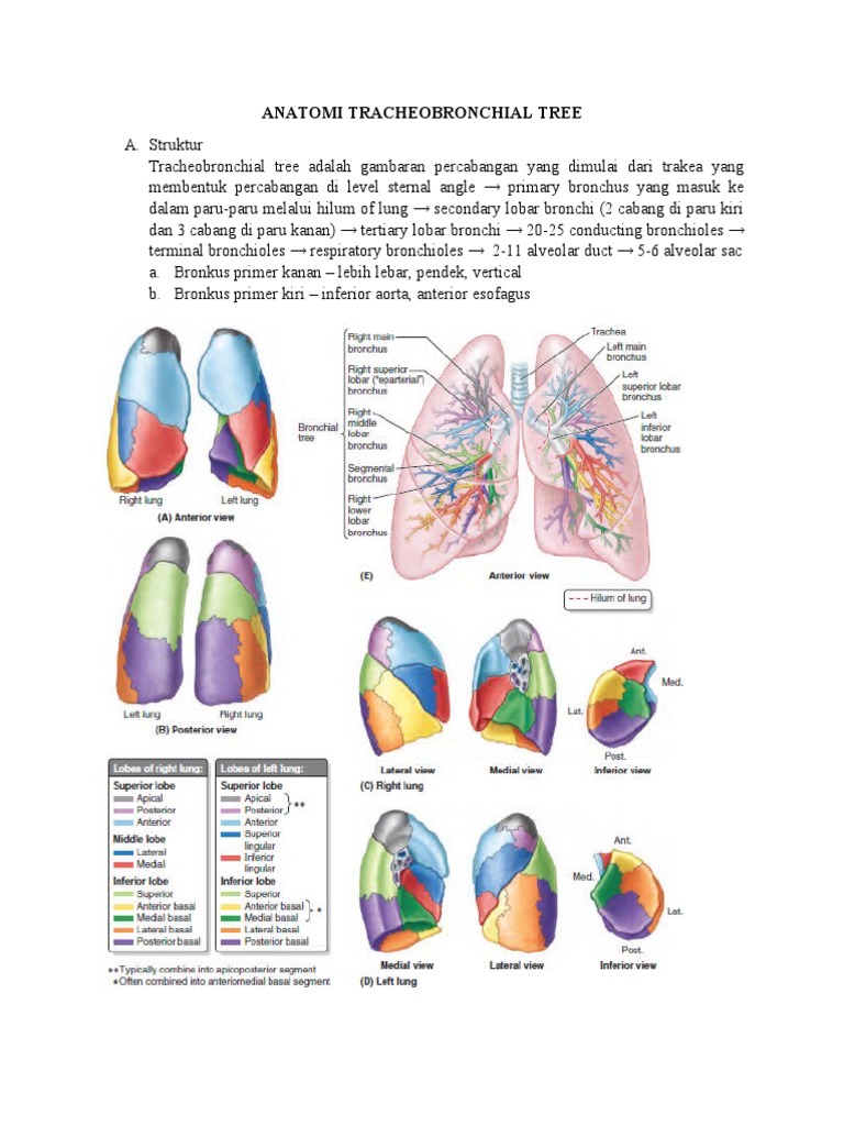Anatomi Tracheobronchial Tree | PDF
