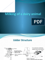 Milking of A Dairy Animal