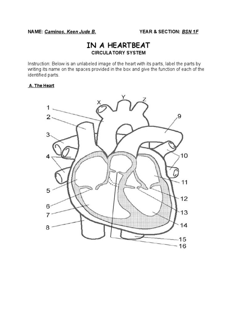 Unlabeled Heart Diagram Activity | PDF | Atrium (Heart) | Heart Valve