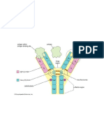 Antibody | Definition, Structure, Function, & Types | Britannica