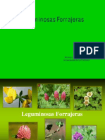 26.-Leguminosas Forrajeras