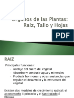 Órganos de Las Plantas. Raiz, Tallo y Hojas