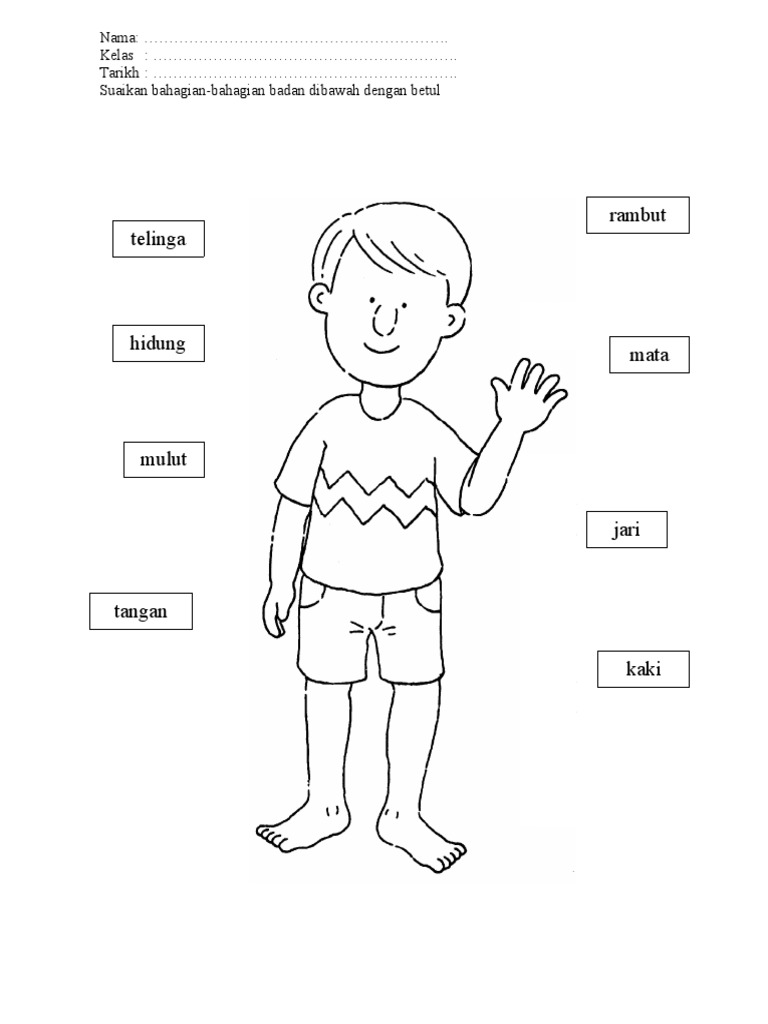 Anggota Badan Pdf