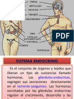 Sistema Endocrino