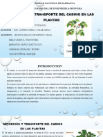 Absorcion y Transporte Del Cadmio Por Las Plantas Grupo Huanca