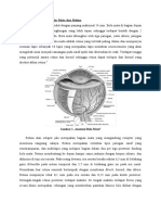 Anatomi Dan Fisiologi Bola Mata Dan Retina, Patogenesis Dan Gejala Klinis Ablasio Retina by Sesil