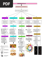 Organizador visual de seres vivos | PDF