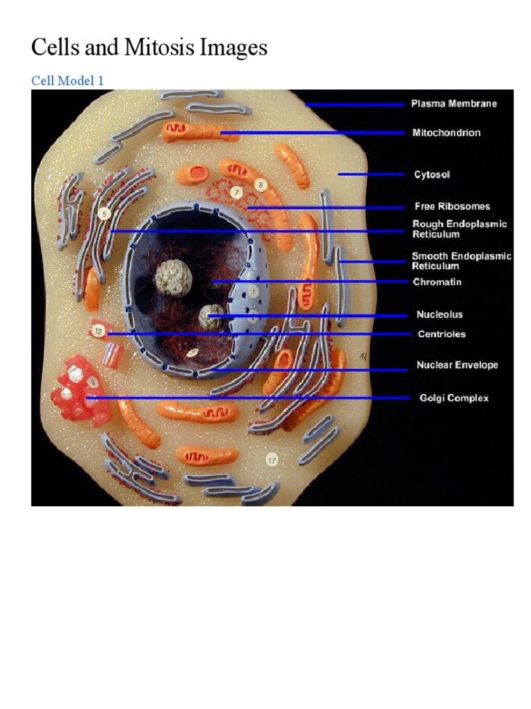 Cell Models - Mitosis Models - Mitosis Slides | PDF