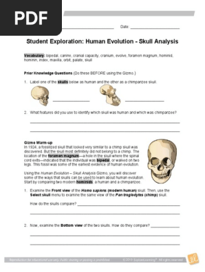 Human Evolution SE Skull Analysis Gizmo