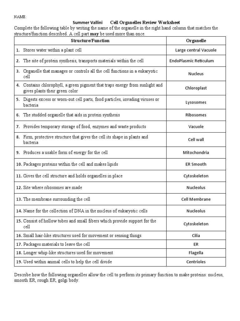 Cell Organelles Function Review Worksheet | PDF | Endoplasmic Reticulum ...