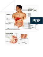 Anatomi Sistem Pencernaan