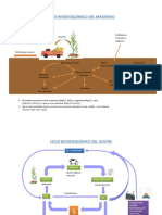 Ciclo Biogeoquímico