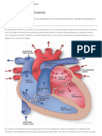 Salud Cardiovascular - Anatomía Del Corazón - Texas Heart Institute